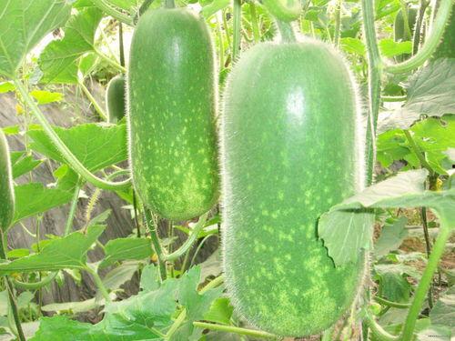 51热门大瓜今日大瓜 今日吃瓜热门大瓜必看大瓜网红,今日必看网红热议大瓜盘点